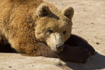 棕色（的）熊肖像太克罗地亚