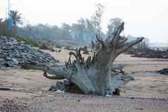 大被遗弃的化石根减少树树干发现卵石石头海滩夏天防止树森林砍伐保存地球地球环境世界环境保护概念