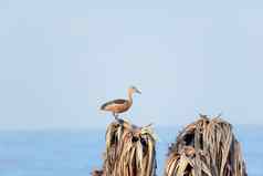 较小的印度吹口哨鸭Dendrocygna爪哇尼卡树嵌套湿地水鸟棕色（的）长脖子灰色的比尔腿发现了坐着干叶子湖泊抢购鸟圣所安得拉邦邦