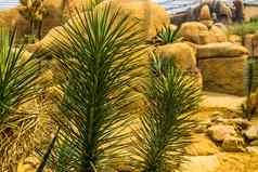 约书亚树树分支机构特写镜头常绿植物specie沙漠美国