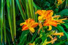萱草属植物法语脖子荷兰种植specie黄花菜受欢迎的色彩斑斓的花园花