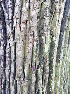 灰色的树树皮变形背景图片树树皮
