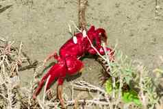 圣诞节岛红色的蟹杰卡科伊特娜塔莉短尾派土地蟹红色的疯狂的蚂蚁贝类地蟹科物种流行圣诞节岛可可基林岛屿印度海洋
