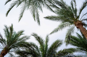 底视图棕榈分支机构蓝色的天空