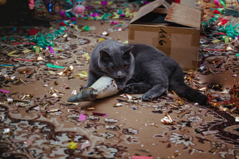 英国灰色的猫玩玩具圣诞节树五彩纸屑<strong>分散</strong>地板上