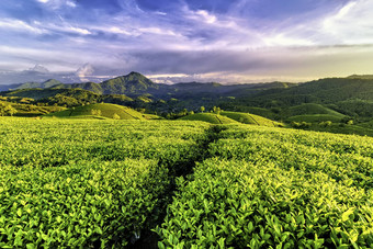 概述长coc绿色茶山府Tho<strong>越南</strong>