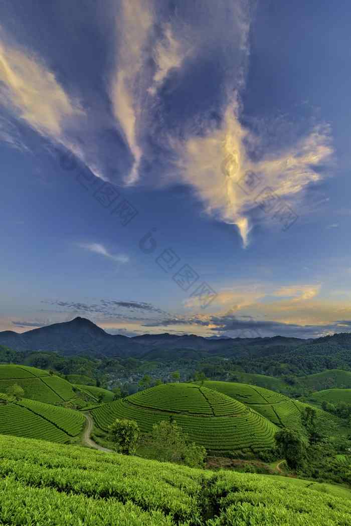 概述长coc绿色茶山府Tho越南