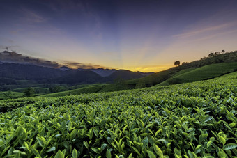 概述长coc绿色茶山府Tho越南