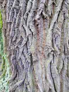 五颜六色的树树皮色彩斑斓的长满青苔的变形背景图片