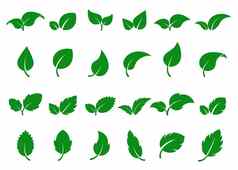 绿色叶子标志叶图标集Herbal生态摘要标签生物素食主义者药店概念新鲜的薄荷孤立的标志树发芽