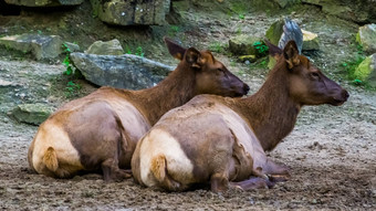 女麋鹿夫妇坐着地面热带鹿specie美国