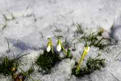 雪花莲雪