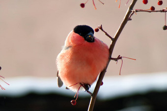 红腹灰雀吃浆果冬天