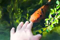 色彩鲜艳的锦鲤鱼吃手橙色黑色的