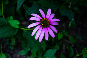 高对比照片<strong>紫</strong>锥菊花黑暗绿色<strong>背景</strong>湿树叶药用草植物