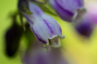 宏照片色彩斑斓的<strong>紫</strong>草科植物花可爱的背景