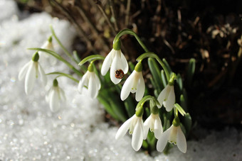 雪花莲瓢虫