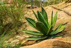 绿色哨兵植物沙漠风景受欢迎的热带植物specie美国