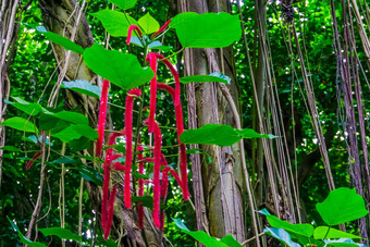 特写镜头绳绒线植物轴承红色的开花了热带灌木specie亚洲