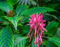 特写镜头巴西羽花色彩斑斓的热带植物specie大西洋森林美国