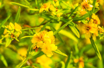 宏特写镜头黄色的花kalm的约翰麦汁布什受欢迎的热带观赏植物specie美国