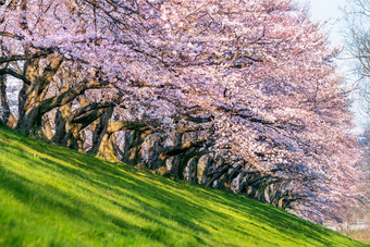 行樱桃花朵树春天《京都议定书》日本