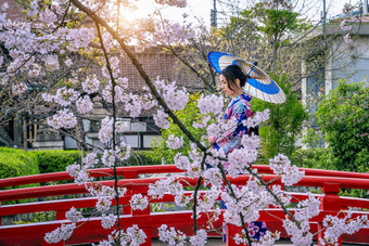 亚洲女人穿日本传统的<strong>和服樱</strong>桃开花春天《京都议定书》寺庙日本