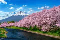行樱桃花朵富士山春天静冈市日本