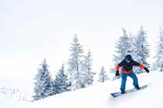 滑雪骑滑雪板坡冷杉树山滑雪冬天体育概念