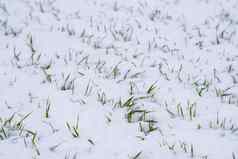 小麦场覆盖雪冬天季节冬天小麦绿色草草坪上雪收获冷日益增长的粮食作物面包农业过程作物文化