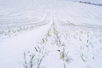 小麦场覆盖雪冬天季节冬天小麦绿色草草坪上雪收获冷日益增长的<strong>粮食作物</strong>面包农业过程作物文化