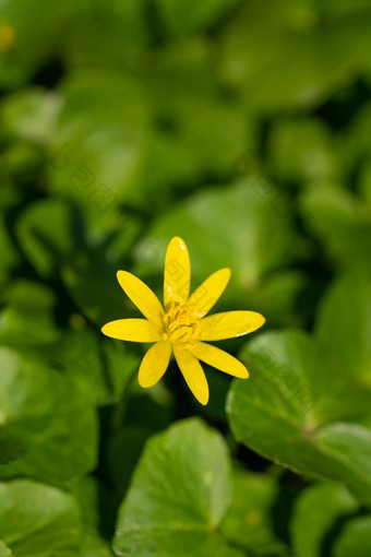 <strong>毛茛属植物</strong>会弗娜