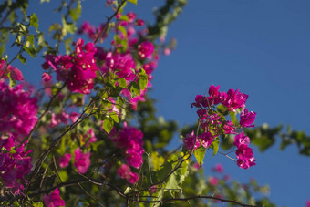 美丽的粉红色的花成长树蓝色的天空背景