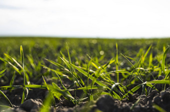 年轻的小麦幼苗日益增长的场秋天年轻的<strong>绿色</strong>小麦日益增长的土壤<strong>农业</strong>的关闭发芽黑麦<strong>农业</strong>场阳光明媚的一天蓝色的天空豆芽黑麦