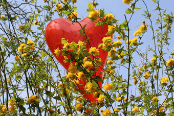红色的心气球中国棣棠属