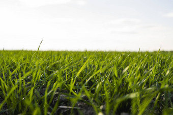年轻的小麦幼苗日益增长的场秋天年轻的<strong>绿色</strong>小麦日益增长的土壤<strong>农业</strong>的关闭发芽黑麦<strong>农业</strong>场阳光明媚的一天蓝色的天空豆芽黑麦