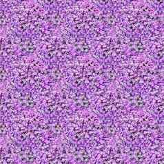 无缝的摘要春天夏天自然背景盛开的紫色的花