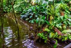 丛林湖绿色热带植物异国情调的花园自然风景