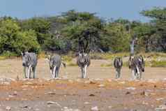 斑马布什纳米比亚非洲野生动物