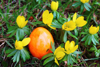 冬天aconites<strong>复活节</strong>蛋