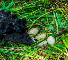 特写镜头黑色的天鹅鸡蛋鸟巢鸟繁殖季节动物繁殖