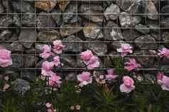 粉红色的花自然石头墙背景