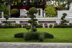 树植物公园观赏植物装修公共的地方公园广场私人草坪
