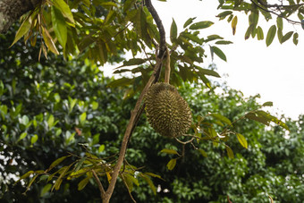榴莲王热带水果树分支果园新鲜的榴莲树园艺系统榴莲种植园榴莲成长合适的条件特殊的植物