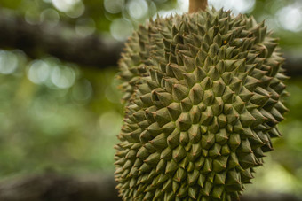 榴莲王热带水果树分支果园新鲜的榴莲树园艺系统榴莲种植园榴莲成长合适的条件特殊的植物