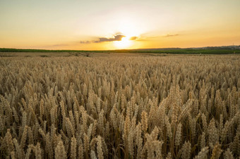 <strong>小麦</strong>场金耳朵<strong>小麦</strong>场背景成熟耳朵草地<strong>小麦</strong>场丰富的收获农业自然产品