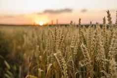 小麦场金耳朵小麦场背景成熟耳朵草地小麦场丰富的收获农业自然产品