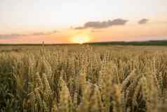 小麦场金耳朵小麦场背景成熟耳朵草地小麦场丰富的收获农业自然产品