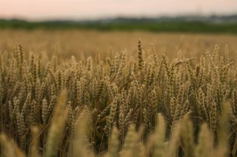<strong>小麦</strong>场金耳朵<strong>小麦</strong>场背景成熟耳朵草地<strong>小麦</strong>场丰富的收获农业自然产品