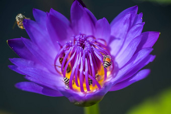 蜜蜂需要花蜜美丽的紫色的睡莲莲花花宏图片蜜蜂花